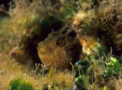 Tiny blenny. Menorca. F50,60mm. by Derek Haslam 